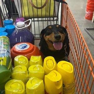 Cathi's supply and cute dog