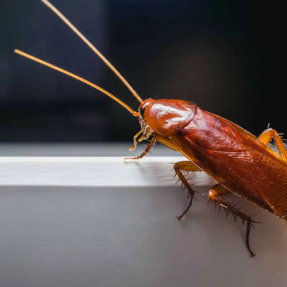 Roaches