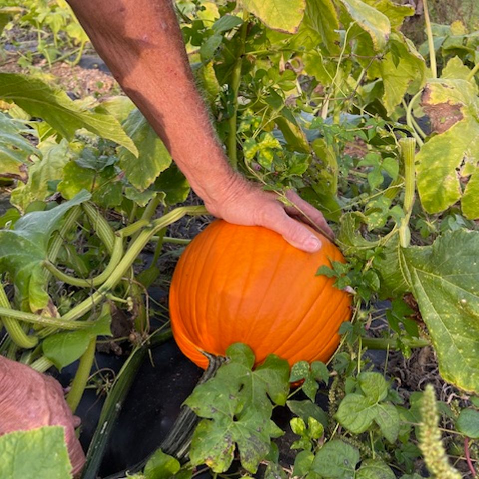 Man picking pumpkin campbells farm