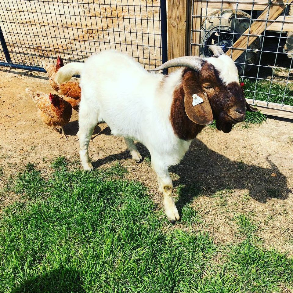 Goats (2)