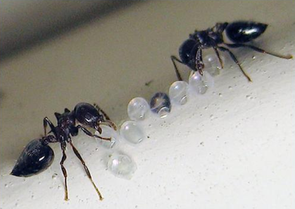 Acrobat ants20130725 19089 16lypf8 0 960x