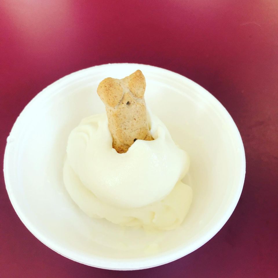 Pup cup excellent pic