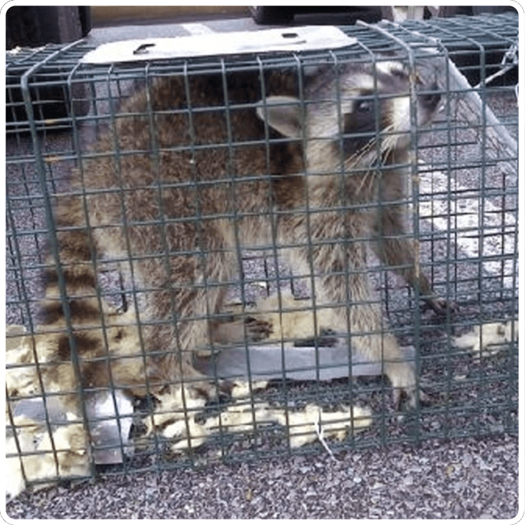 Wildlife racoon