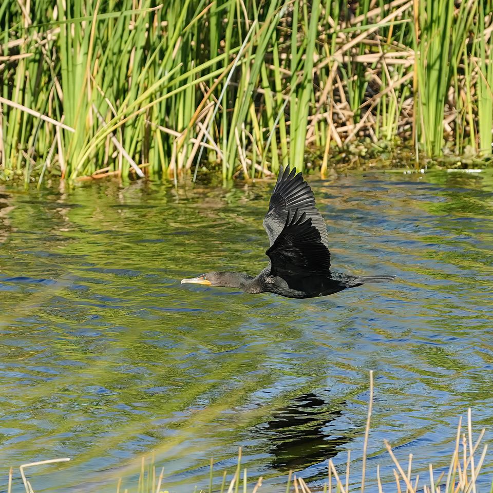 Bird flying   sig website