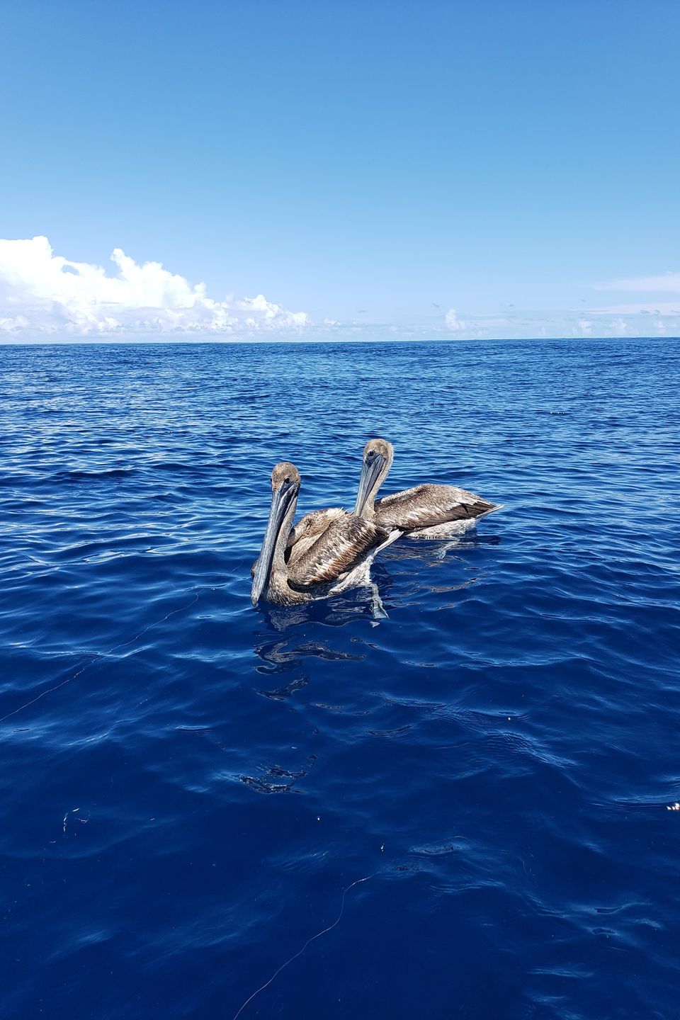 Two pelicans floating in the blue waters of the Gulf of Mexico
