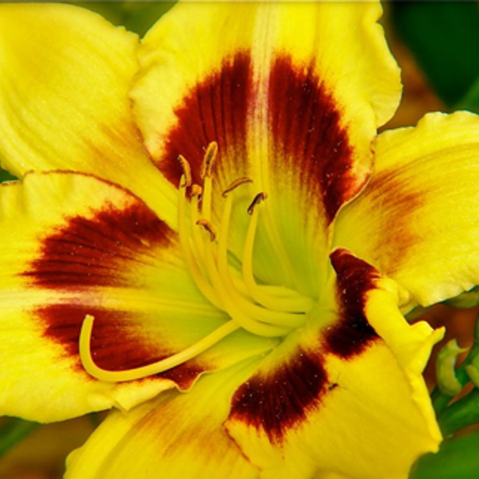 Nature1