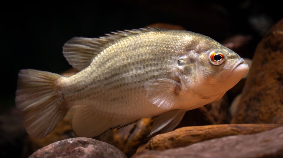 Rock bass dec 2021 sam stukel 2