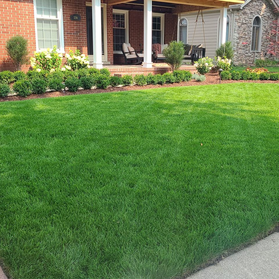 Fresh cut grass, done by Vic's Landscaping