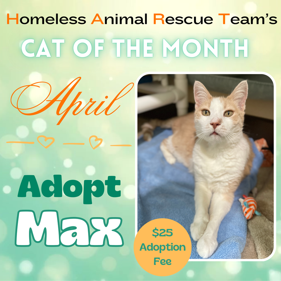 April cat of the month max