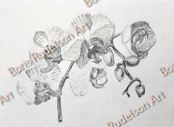 Pencil. Orchid