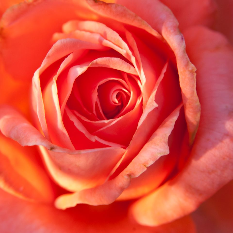 Rc fl blooming rose 1