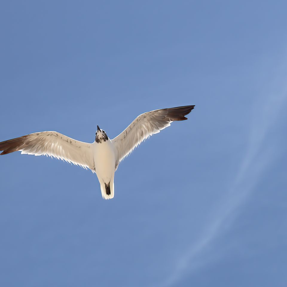 Bird flight