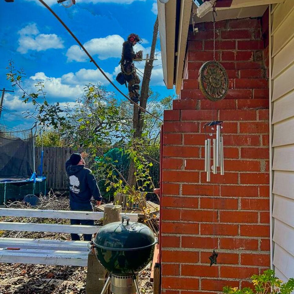 Arborist climbing and cutting a tall tree trunk during removal in a residential backyard