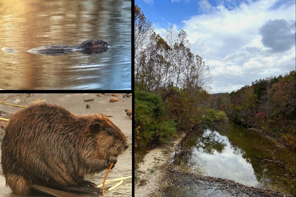 Beaver collage 2