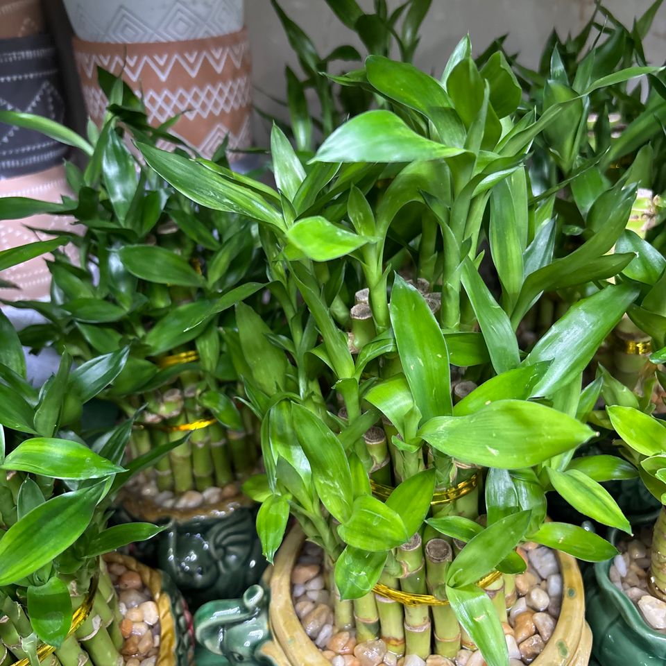 79832184321  cb0935a9 ab62 4e37 89c8 d10e409dfce6