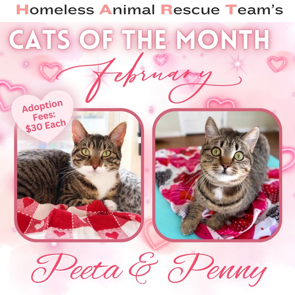 Cats of the month february 2026 penny peeta (1)