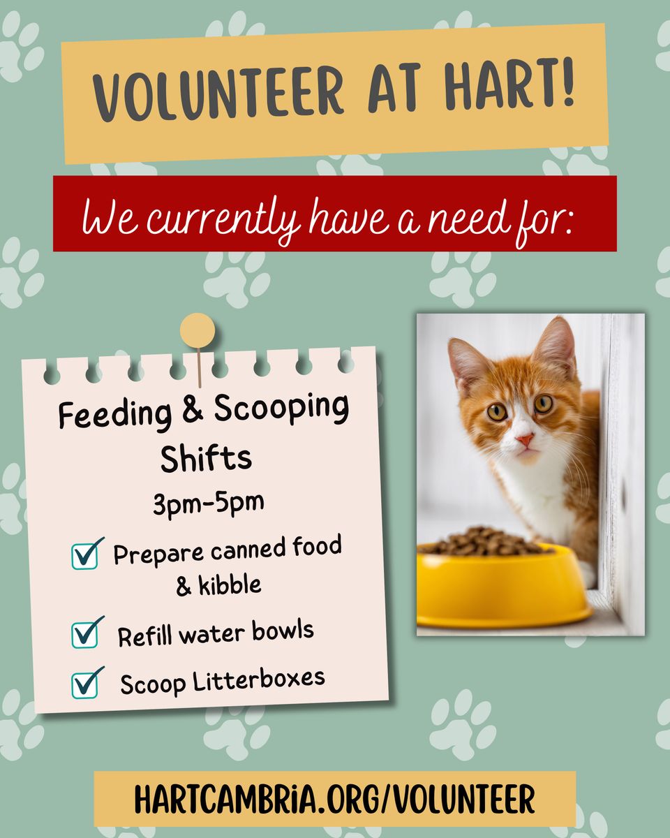 New year's goals volunteer