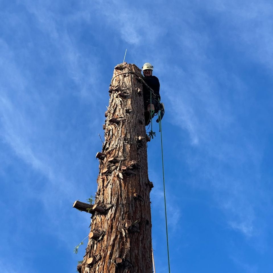 Above It All Tree Care arborist using professional safety rigging and climbing lines for a high-access tree removal.