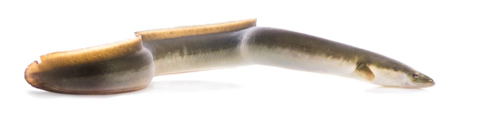 American eel sam stukel 2020 5