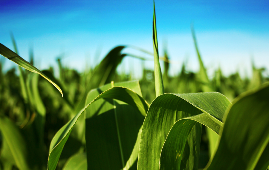 Corn wheat soybeans20180126 21149 1xae52y