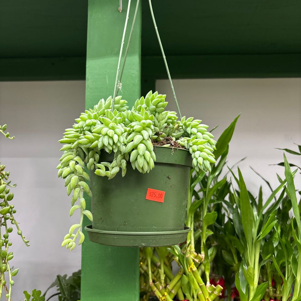 79832205446  799cc5ad 3a30 41bc a147 cd32f4ae8b1d