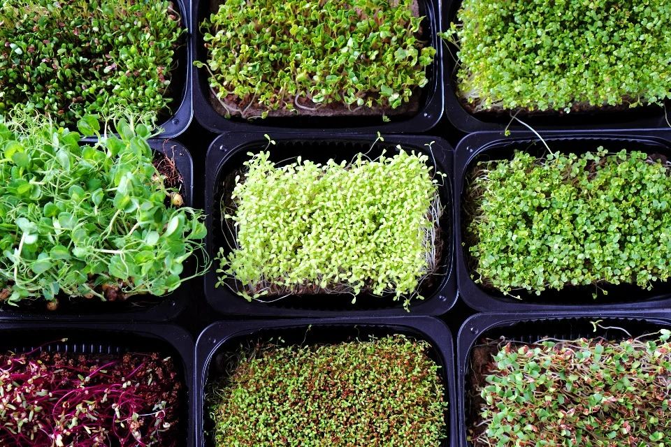 Easiest microgreens to grow