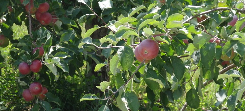 Vacation and apple trees 2014 07120140809 1626 82yjdf