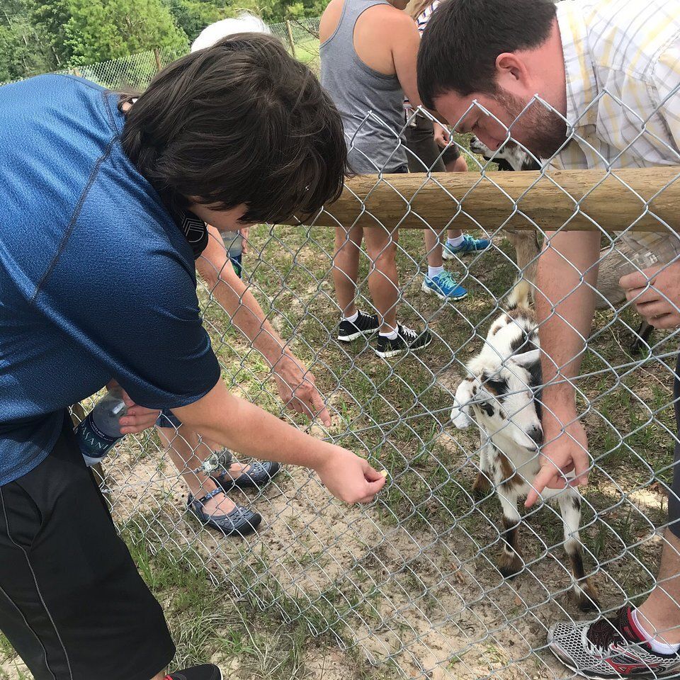 Amazing tour goats