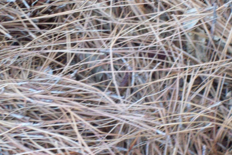 Pine straw