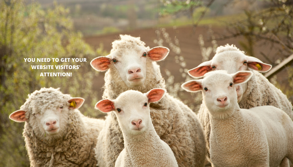 Affordable quality websites header image1