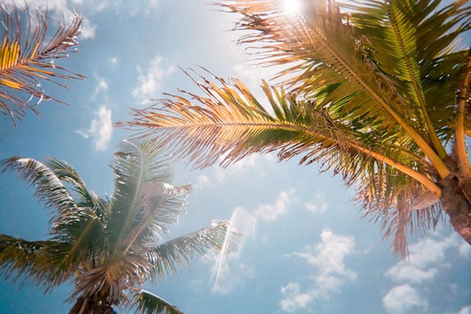 Palm trees florida