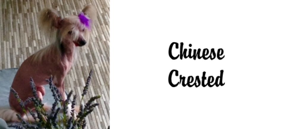 Faces   chinese crested20150623 16889 1331pqf
