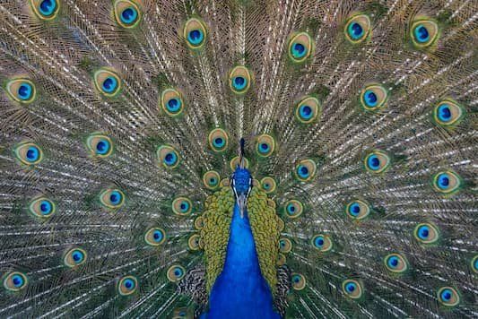 Peacock with feathers displayed