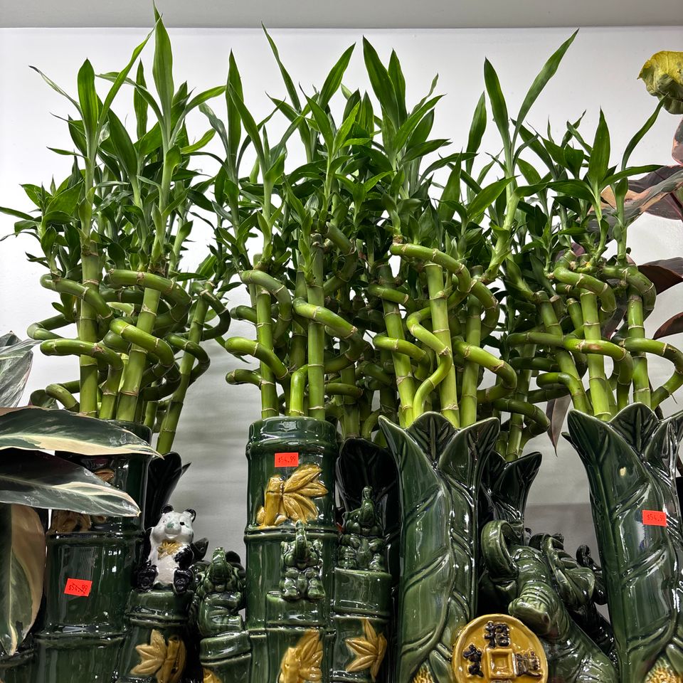 79832263474  5b1ea9f6 bfa3 42fe b053 dda26d2c470d