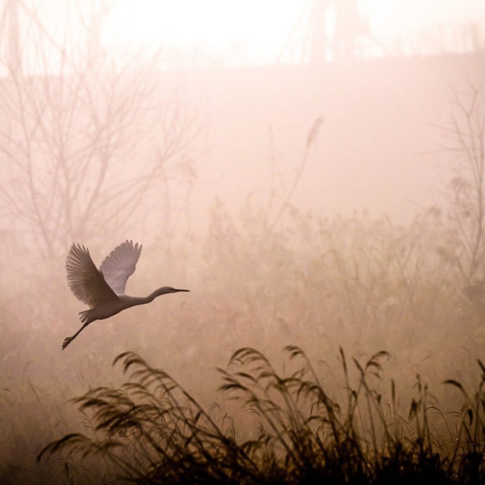 Egret gcf7905c91 1920
