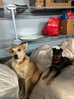 A rescue pet at the Pahrump rescue