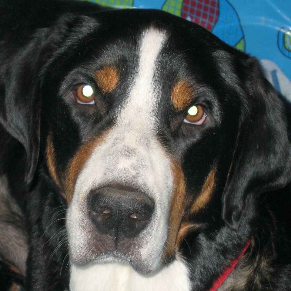 Roxy