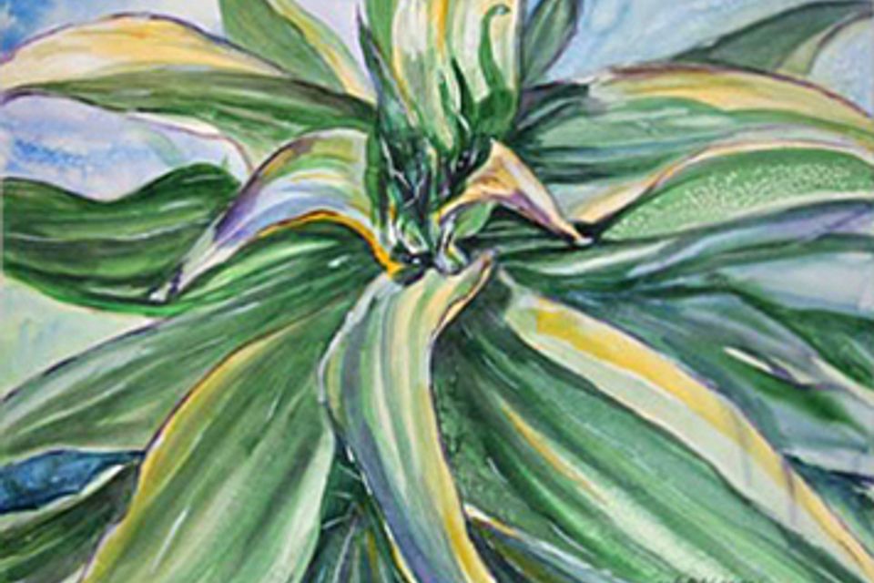 Tree lilly 355x265