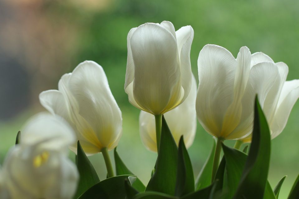 Flowers gd7b2b0fa7 1920