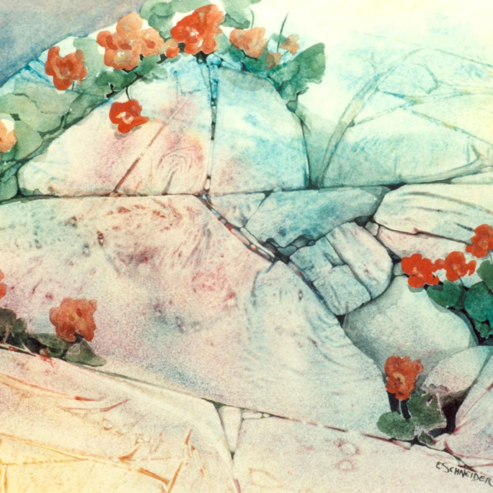 No daisies lg