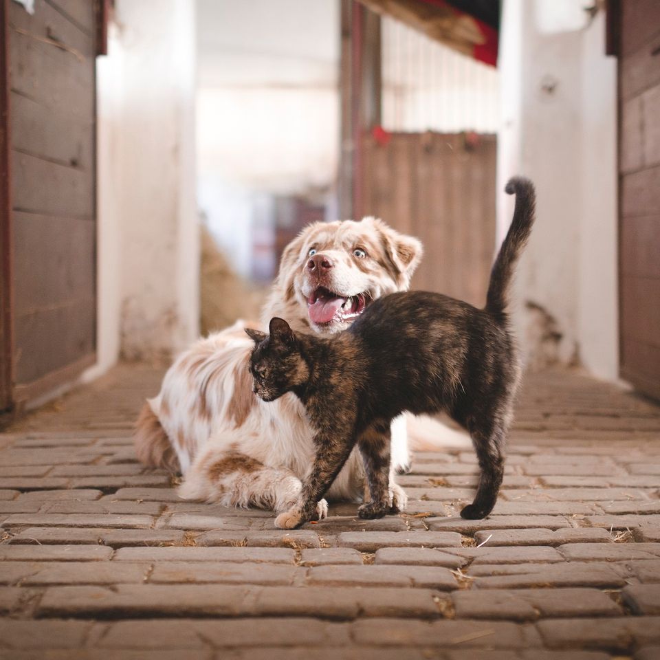 Dog g5a71cbbeb 1920