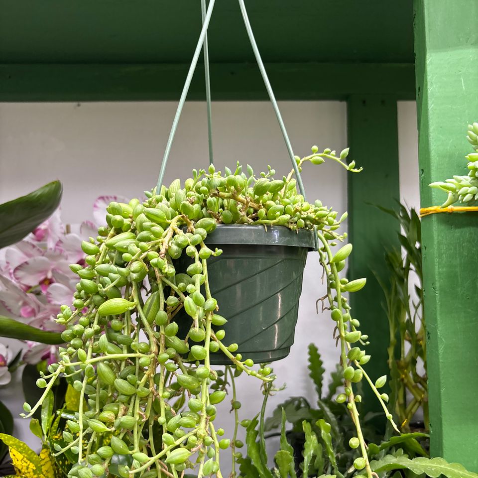 79832204455  1cda4292 481c 42b9 8a52 4af9e0659474