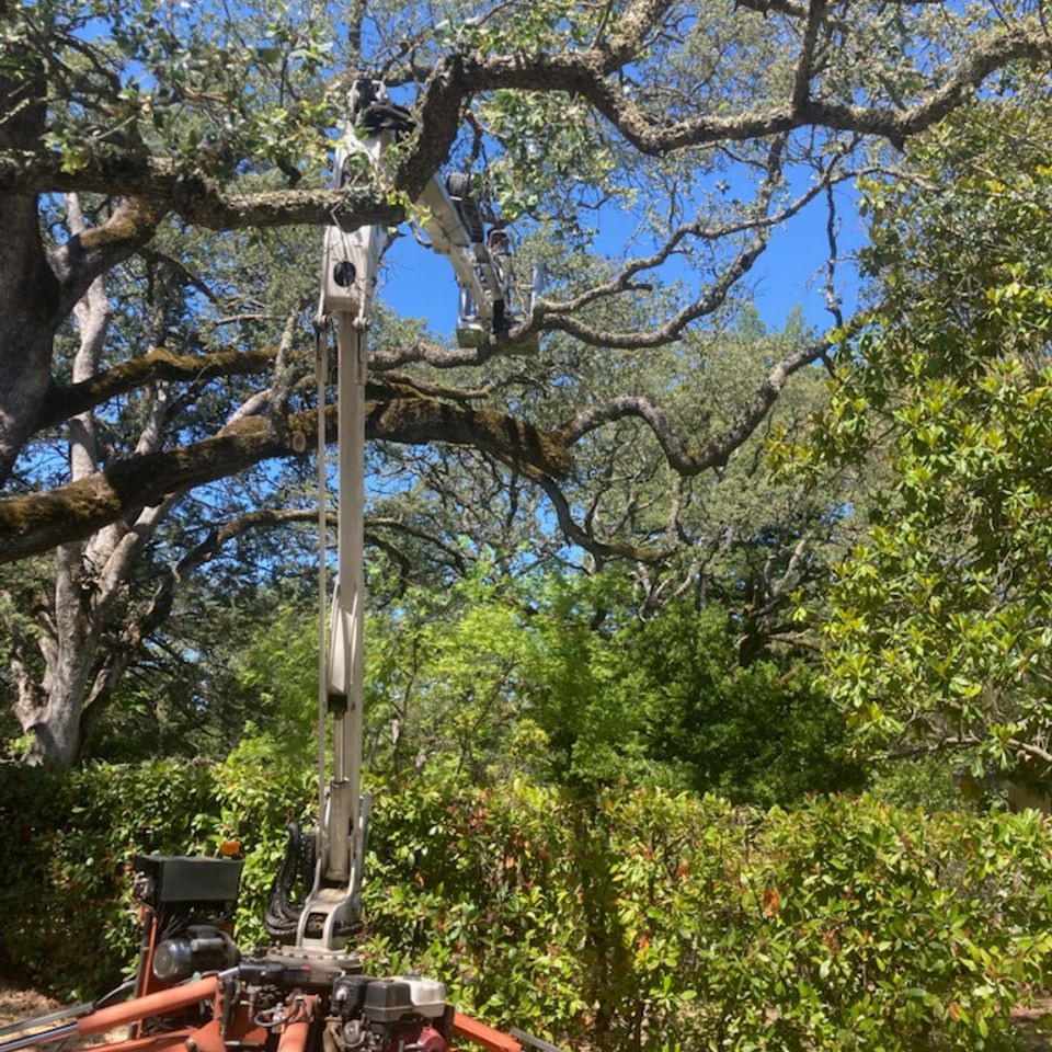 cheap tree removal auburn