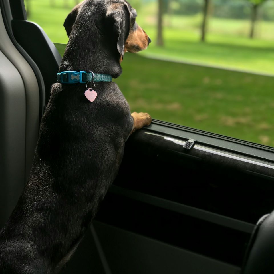 Dog walking