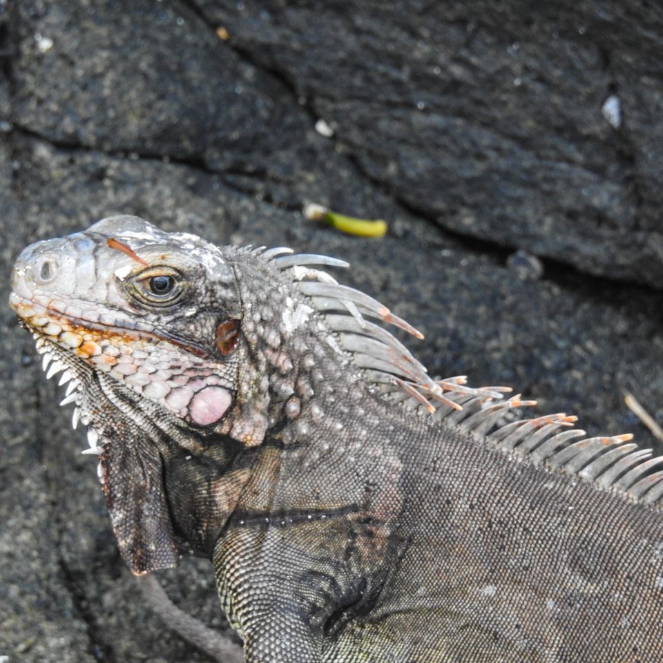 Iguana 1