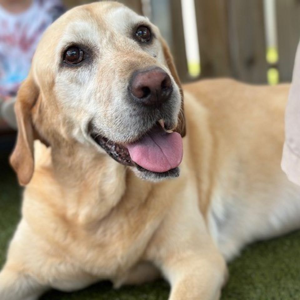 Yellow lab