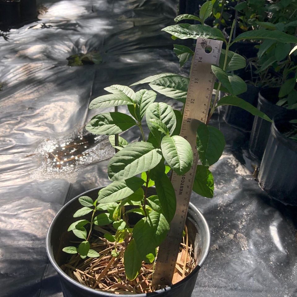 Cranberry hibiscus plant