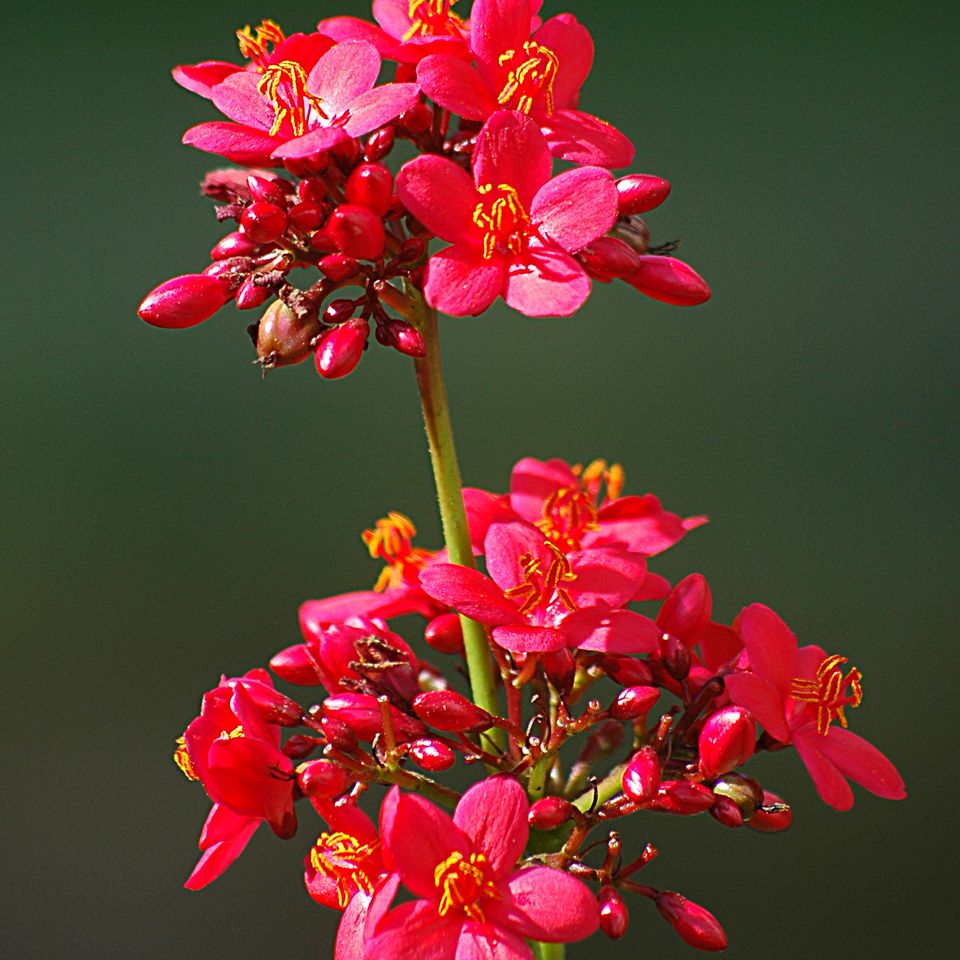 An flowers72 rc