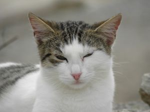 Cat g0396c72e1 1920
