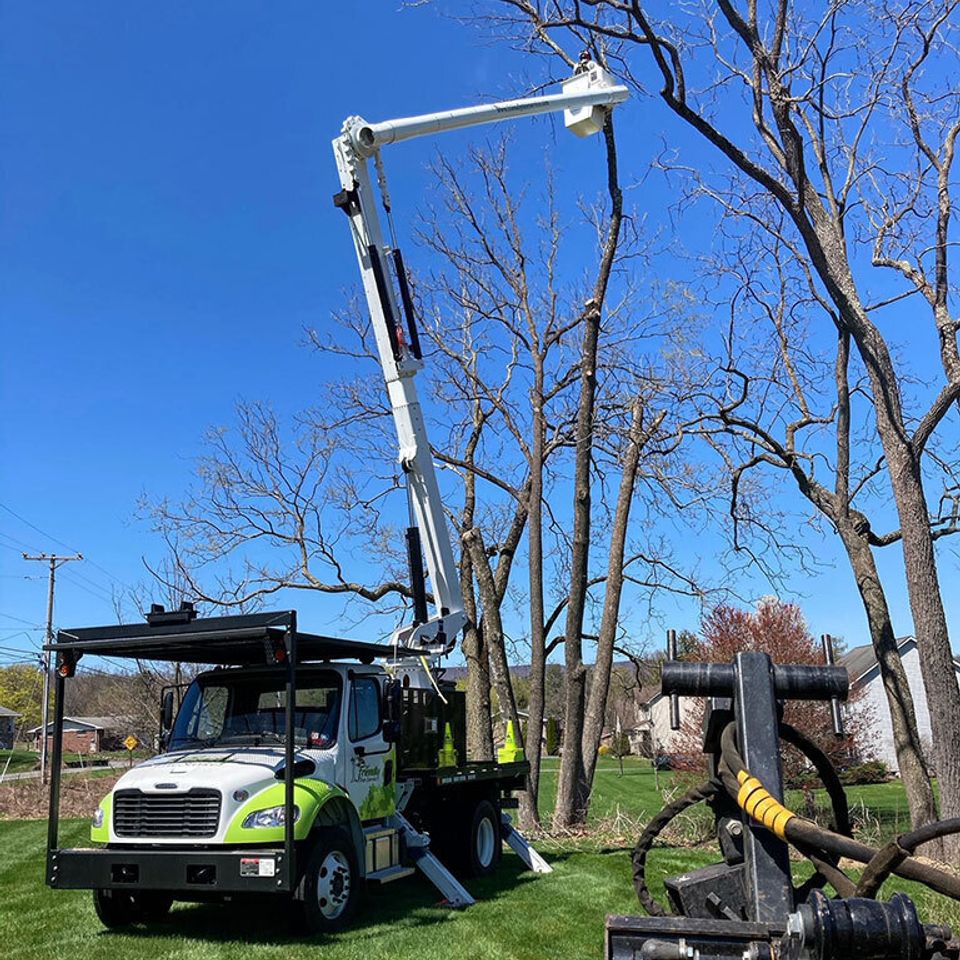 Dead ash tree removals.  original